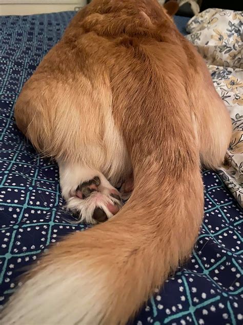 The Wonder - Let your corgi keep their tail unless they’re going to be