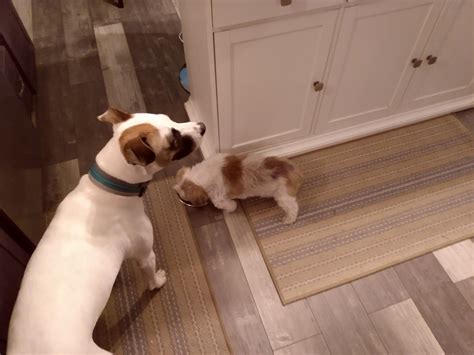 Pitty mix yields to Shih tzu : r/Shihtzu