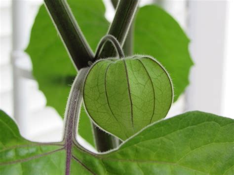 Physalis Fruit Healthy - Free photo on Pixabay - Pixabay