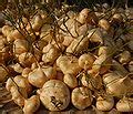 categoryjicamas wikimedia commons