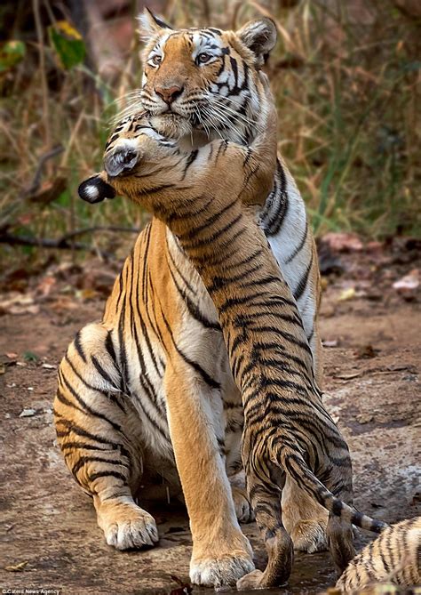 Tiger Cubs With Father And Mother