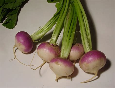 15 Turnip Facts - Facts.net