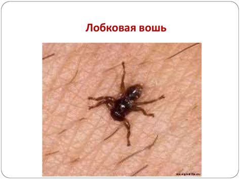 Косметический салон. Нормативная база - презентация онлайн