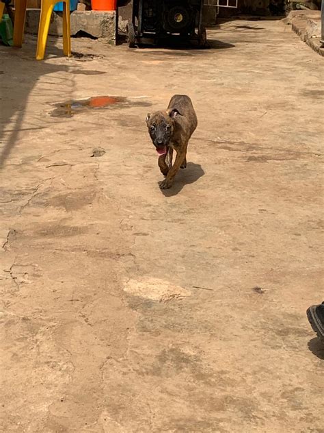Boerbole Puppy For Sale - Pets - Nigeria