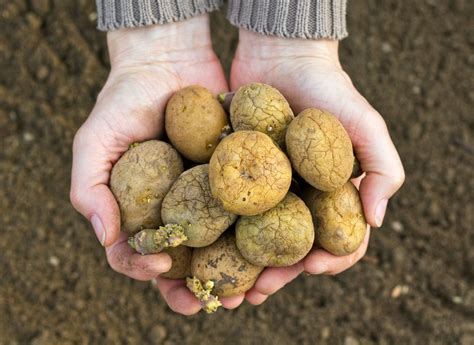 Can I Save Seed Potatoes For Next Year: How To Save Your Own Seed Potatoes | Gardening Know How