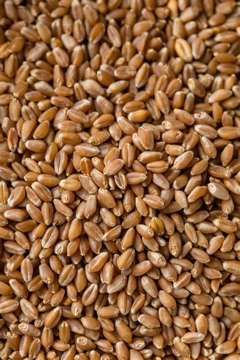 How to Cook Wheat Berries – WellPlated.com