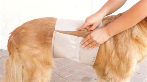 how to make belly bands for dogs