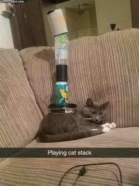 cat stack