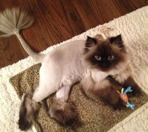 How To Trim Persian Cat Hair at Dylan Jennie blog