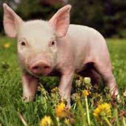 cognidna pig intelligence social learning  cognitive development