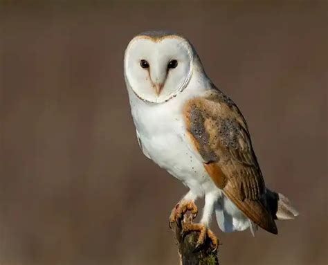 Barn Owl - Facts, Size, Diet, Pictures - All Animal Facts