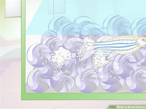 How to Breed Danios: 15 Steps (with Pictures) - wikiHow