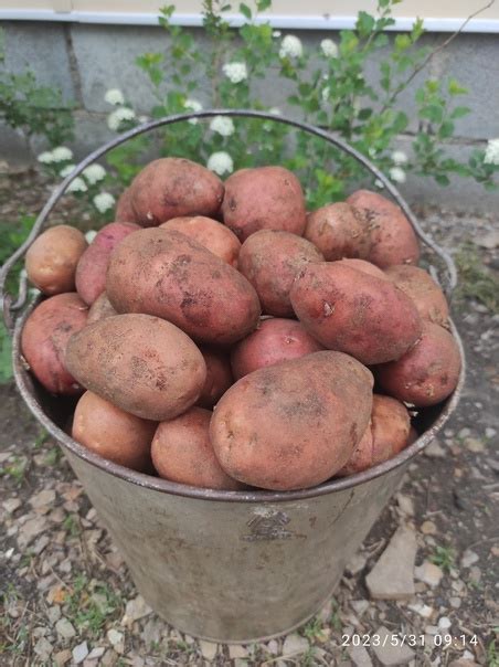 Продам деревенский едовой картофель (средний) с Башкирии. Сорт Спиридон ...