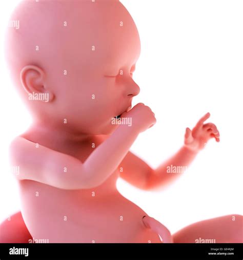 weeks fetal growth  res stock photography  images alamy