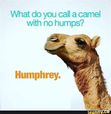 Camel memes. Best Collection of funny Camel pictures on iFunny