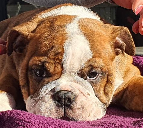 [100+] English Bulldog Wallpapers | Wallpapers.com