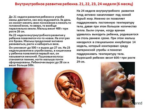 Презентация на тему: "Внутриутробное развитие ребенка Средняя ...