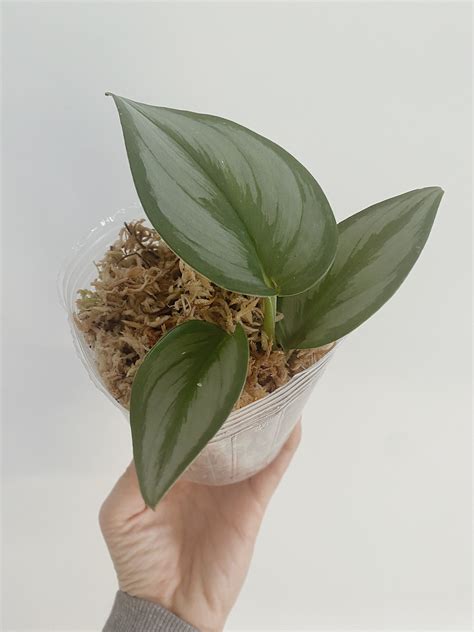Scindapsus Treubii Moonlight (US Seller) – Rooted Hues