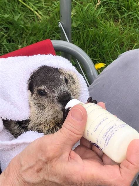 groundhog – Rehabilitating Orphan and Injured Wildlife Since 1962