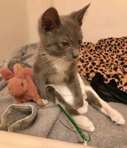 Meet Beluga, An Adorable Paraplegic Kitten Who Is Loving Life With His ...