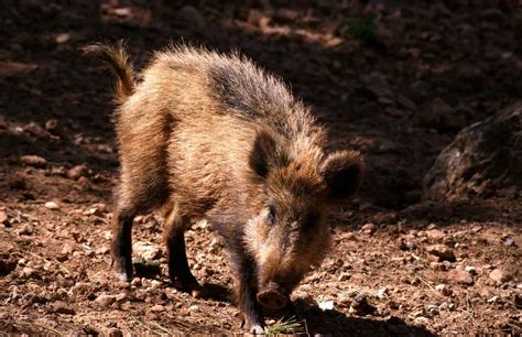 Jabalí - Petreraldia.com - Noticias de actualidad de Petrer y su comarca