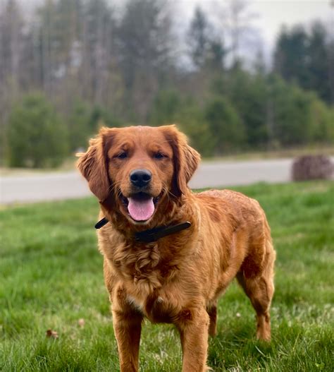 Mia’s puppies - Dark Red Field Golden Retriever - Puget Sound Golden