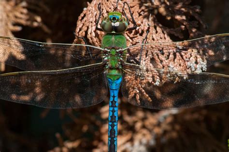 Wild Profile: meet the green darner - Cottage Life