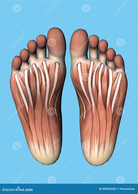 Albums 102+ Pictures Parts Of The Sole Of The Foot Updated