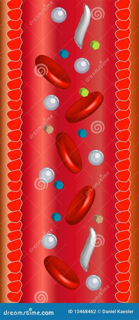 bloodstream stock vector illustration  circulation
