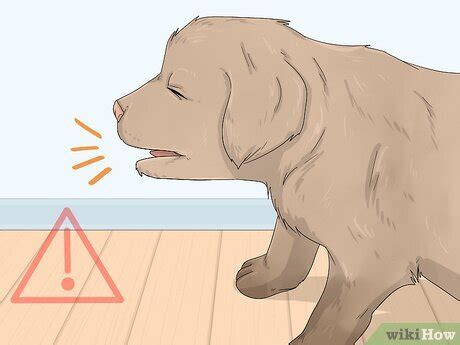 How to Raise a Dog (with Pictures) - wikiHow