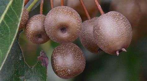Types of Ornamental Flowering Pear Trees - Fruitless Pear Trees (Pictures)