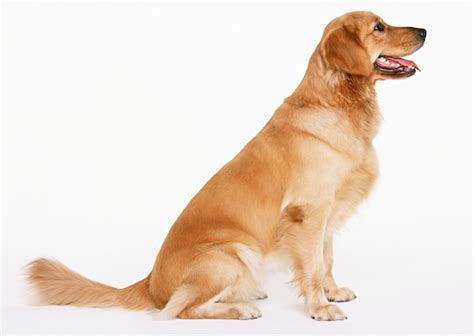 Premium Photo | Lovely Dog