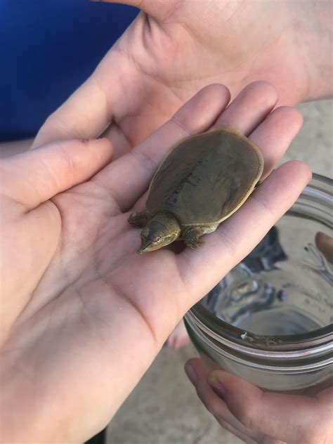 Soft shelled turtle my friend found :) : r/turtle