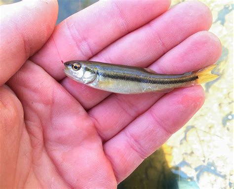 Small creek chub : MicroFishing