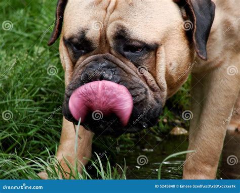 The thirsty dog stock photo. Image of domestic, close - 5245840