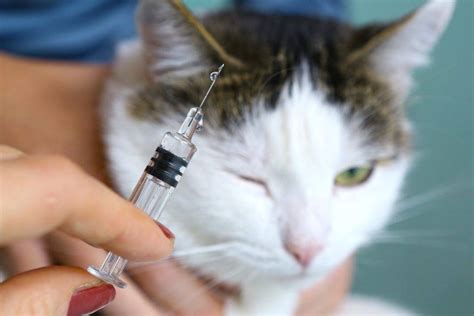 Укол для кошки, чтобы она не гуляла: инъекции гормональных препаратов ...