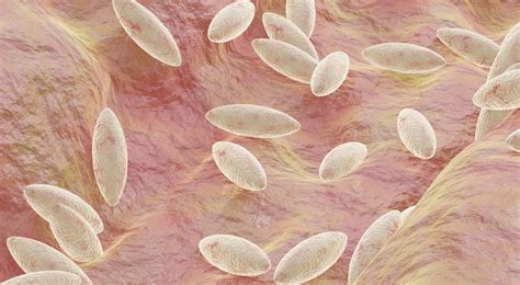 Brucellosis: What It Is and How to Prevent It | Healthnews
