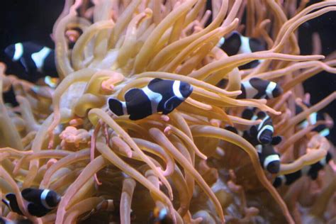 10 Clownfish Types: A Battle For The Most Striking - Ocean Info