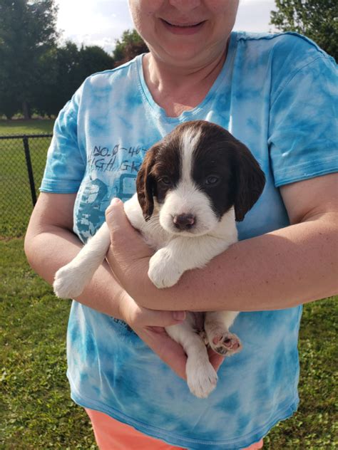 CKC PUPPIES: Field Bred English Springer Spaniel Puppies | Dogs ...