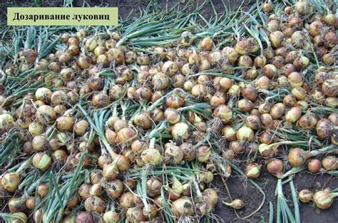 Лук репчатый. Технология выращивания лука репчатого в условиях малых ...