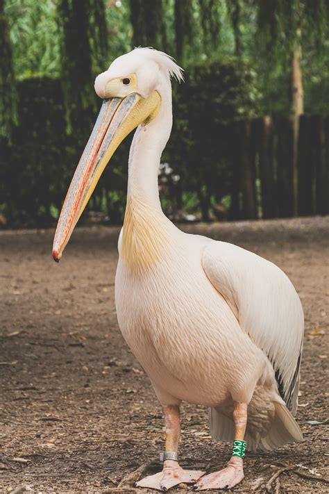 Bird Pelican Animal - Free photo on Pixabay