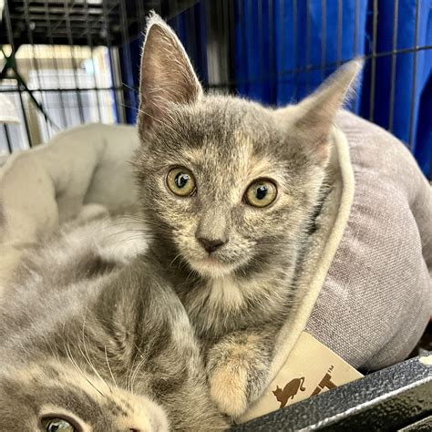 Monica Leigh – Feral Feline Friends of East Tennessee