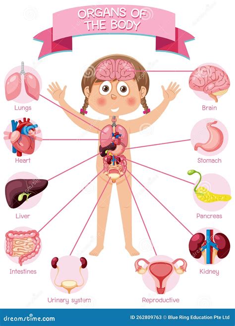 Internal Organs of the Body for Kids Stock Vector - Illustration of
