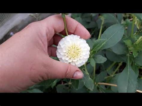 Георгина Сноуфлейк - YouTube
