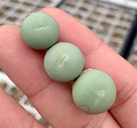 Conophytum caculus – Secret Succulent Villa