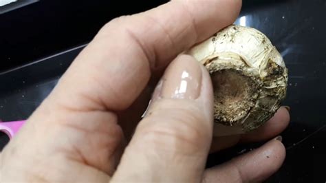 Секрет получения деток гиацинта. Лайфхак👩 Рекомендации, советы по ...
