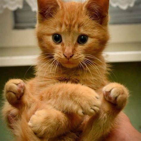 Ms Kitten on Twitter: "Oh yeahhhhhh http://t.co/LWWop9YxKf"