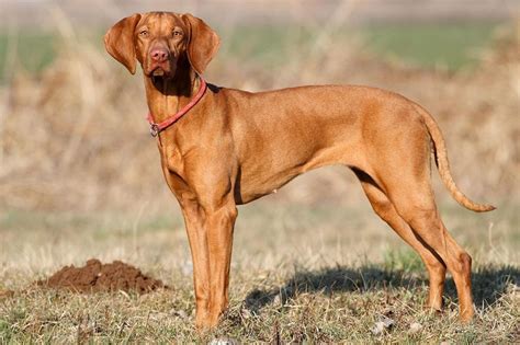 someone can know the feeling of a vizsla only by how it's pointed😎 ...
