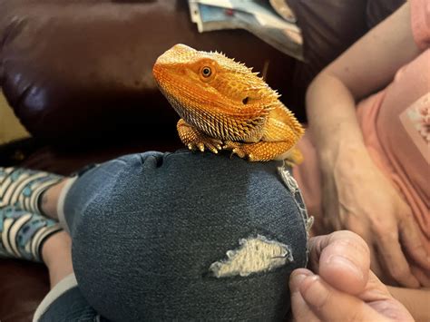 I gave scooby a horn worm moth : r/BeardedDragons