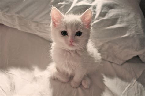 Эстетика котики - фото и картинки abrakadabra.fun